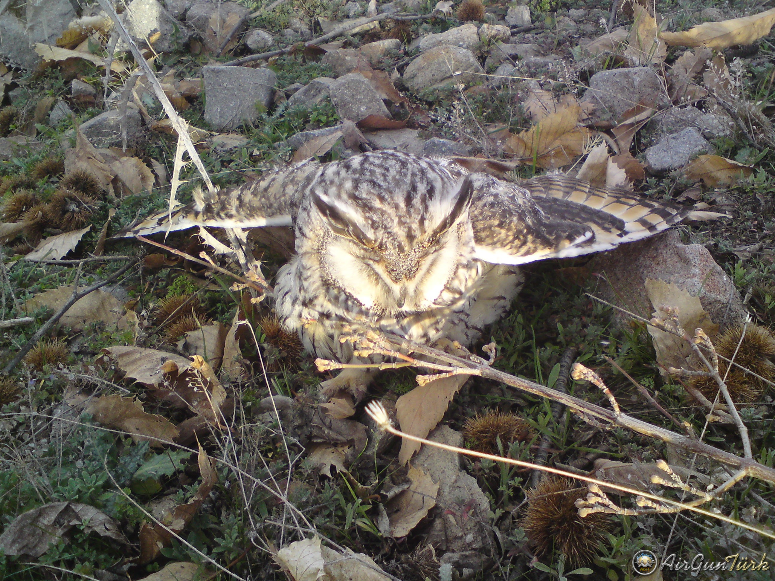 yaralıdı